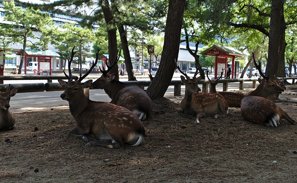 Several deer resting under trees in Nara