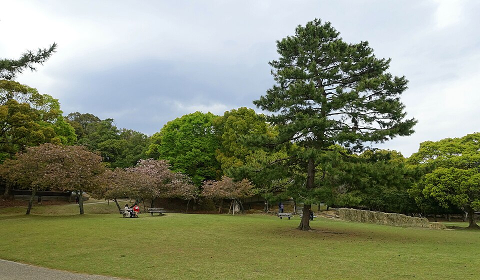 A lawn, a large pine tree and benches beside a path in Nara Park